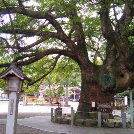 A Tree Grows in Oasahiko Shrine