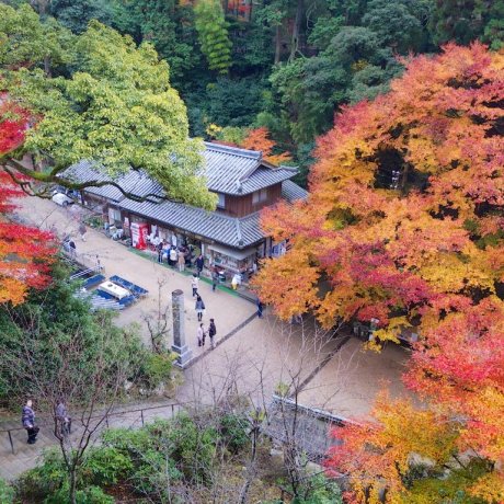 The Flaming Leaves of Engyo-ji