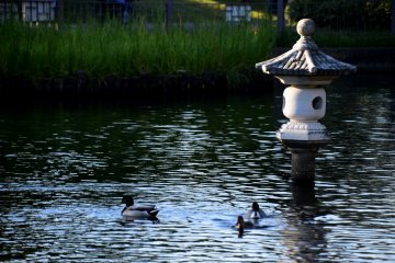 Duck family in the pond
