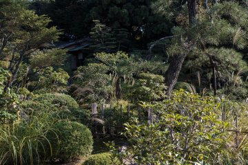Japanese trees and shrubs fill every inch of the garden