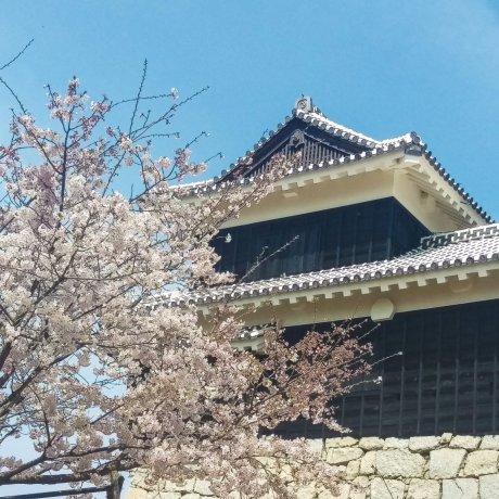 Sakura at Matsuyama Castle