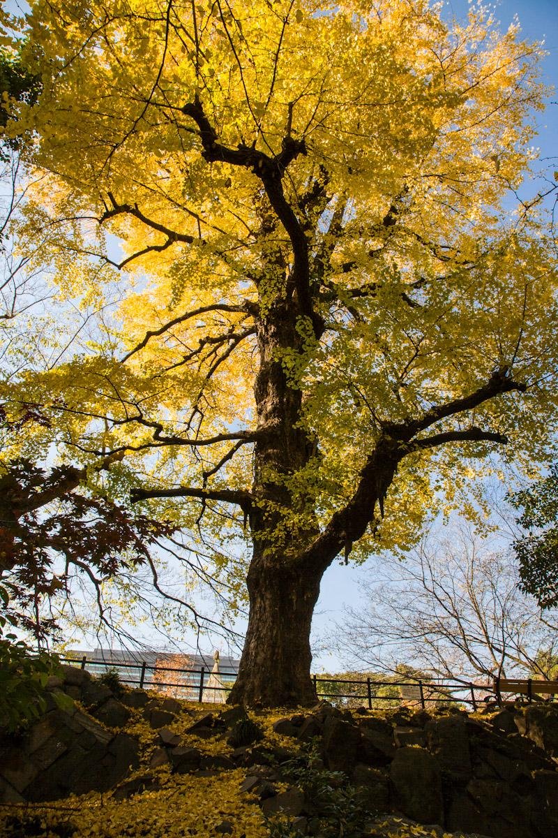Ginkgo tree in all its glory