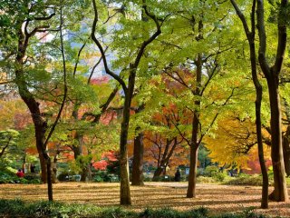 도쿄 도심의 나무들