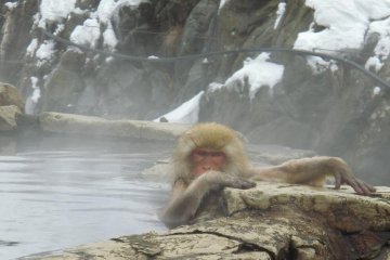 Monkey enjoying a hot bath
