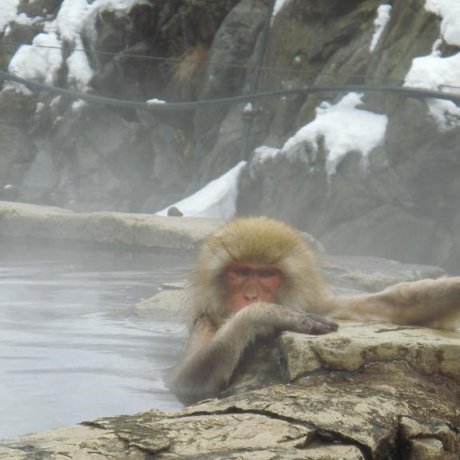 Снежные обезьяны в Jigokudani