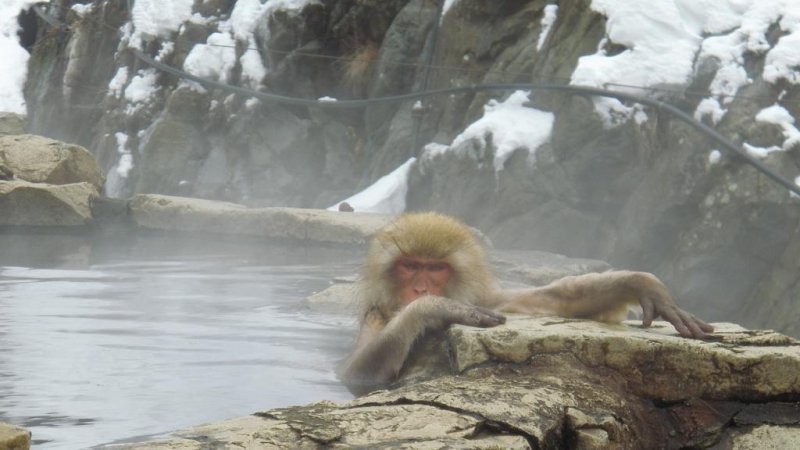 Monkey enjoying a hot bath