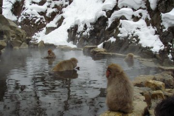Family of bathing monkeys