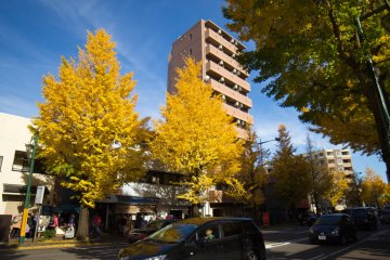 The gingko trees lining the streets