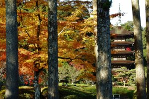 Rurikoji & Toshunji Temples in Fall
