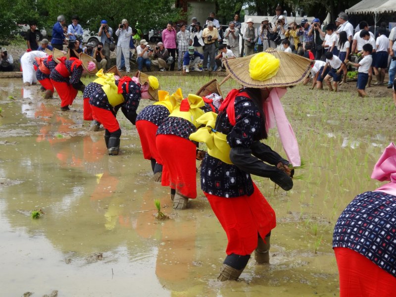 매년 전통 의상복을 입은 참가자들이 아라오 마을의 첫 모내기를 시작합니다.