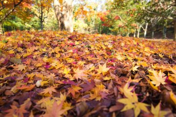 Gorgeous carpets of red and golden leaves
