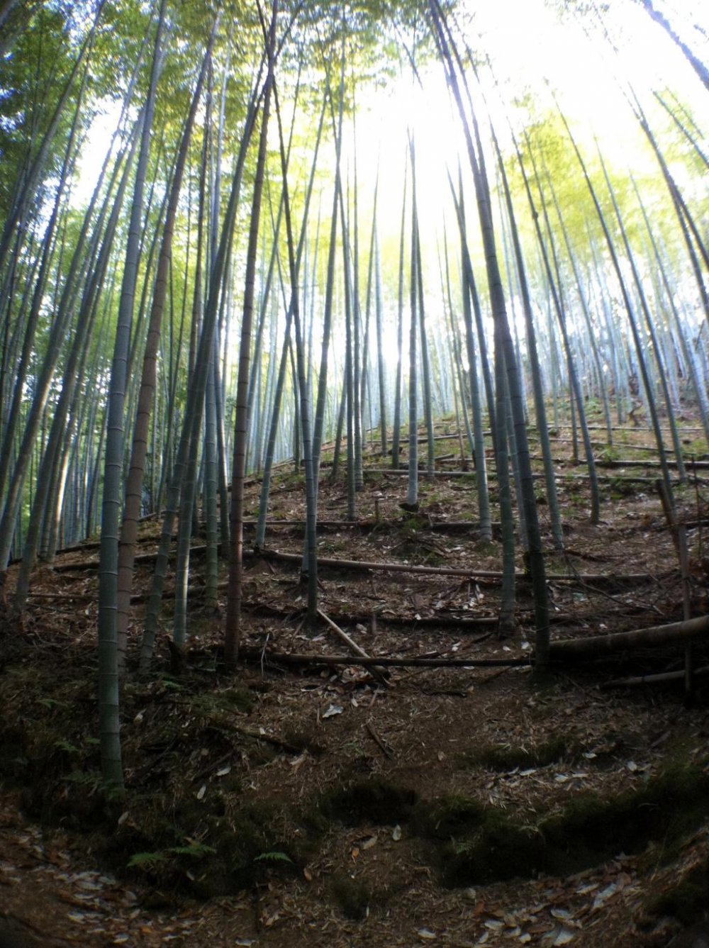 Бамбуковые заросли являются естественными и немного странными