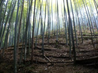 Бамбуковые заросли являются естественными и немного странными