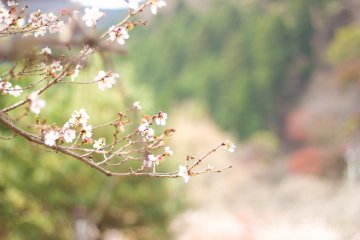 A special type of sakura that blooms in October in winter temperatures