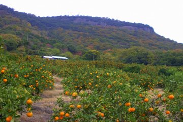 A field of mikan trees at the base of Yashima near the parking spots