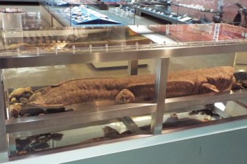 Preserved Giant Salamander at the Prefectural Museum