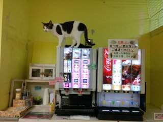 Cat on the drink bar