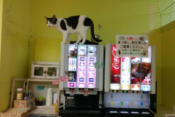 Котик на автомате с напитками