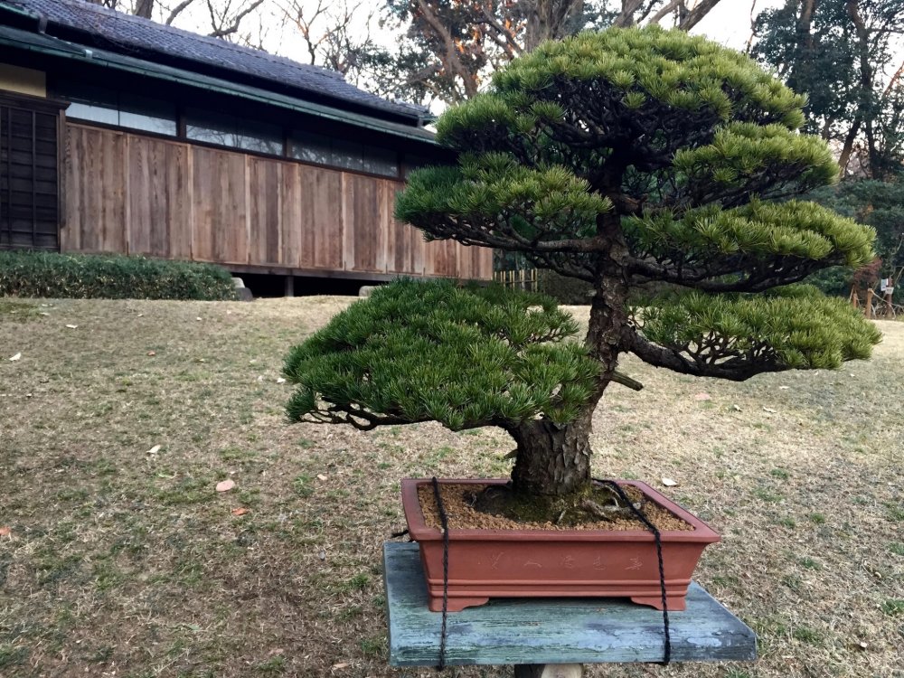 Cây bonsai trưng bày ngay gần trà quán Kakuuntei