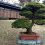 Meiji Jingu Inner Garden