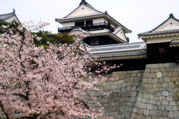 Cherry blossoms at Matsuyama Castle