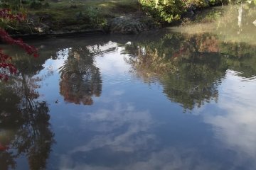 Reflections in the pond
