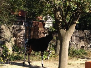 An Okapi