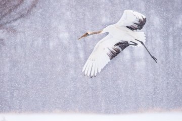 Crane in winter