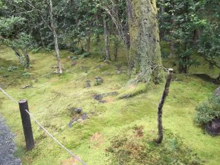 Ancient mosses on the ground and trees in the Garden of Shinyo