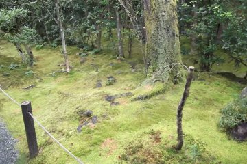Ancient mosses on the ground and trees in the Garden of Shinyo
