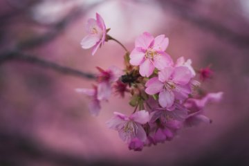 Cherry Blossom Photo Tour in Tokyo