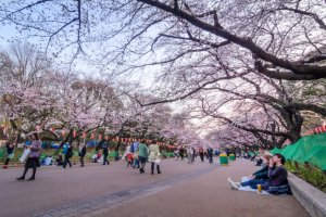 Cherry Blossom Photo Tour in Tokyo