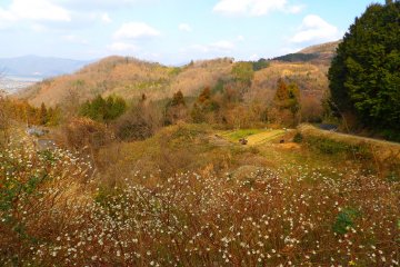 Oriental paper bushes grown high in the mountains of Tokushima Prefecture