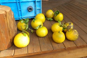 Pomelos patiently wait for lunch time