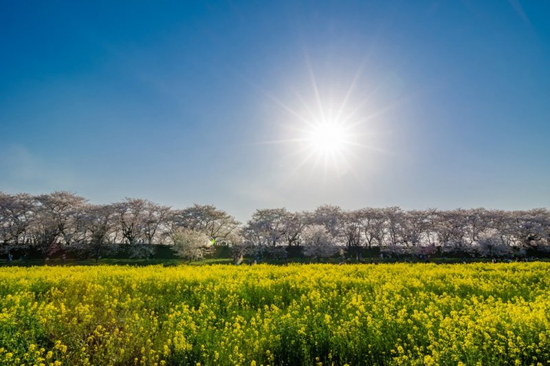 The sun shines over rapeseed blossoms and sakura at the Satte Cherry Blossom Festival