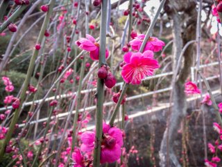 During early spring many beautiful Plum Blossoms can be seen