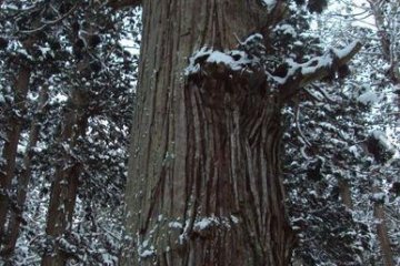 <p>ต้นไม้ที่ใหญ่และสูงที่สุดในป่าถูกทำสัญลักษณ์ไว้โดยริ้วกระดาษสีขาว ปกติแล้วกระดาษชนิดนี้ไว้บอกว่าเป็นบริเวณของเทพเจ้าหรือทางศาสนา</p>