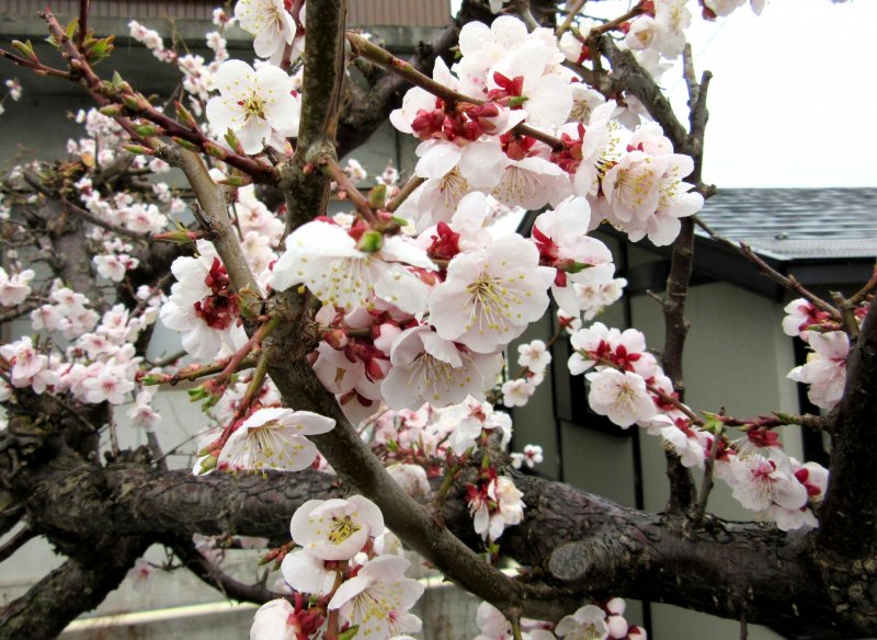 Sakura in Yudanaka, Nagano