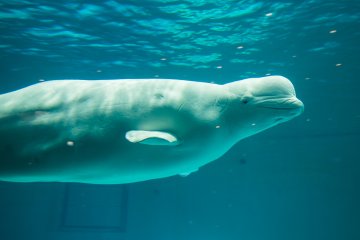 This beluga whale almost appears to be smiling
