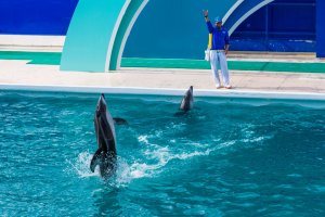 The dolphins appear to dance on the water