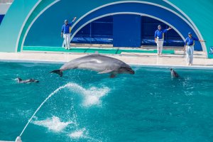 The acrobatic talent of the dolphins is impressive