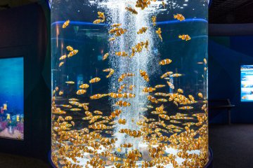 A tank filled with clown fish, aka "Nemo"