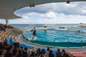 The killer whale has been trained to spit water into the air