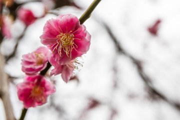 Ume, or plum blossoms, bloom in February and March