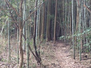 Marche dans une forêt de bambous