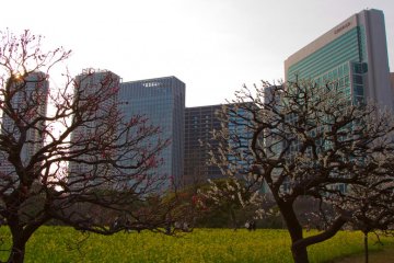 Shiodome skyscrapers seen through the grove of plum trees