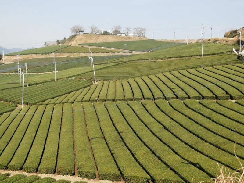 The green fields of Yame Central Tea Garden