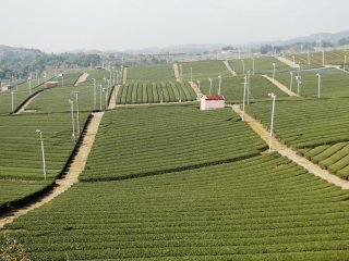 Rows upon rows of tea bushes