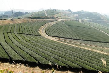 Tricks of color and shadow on the tea fields