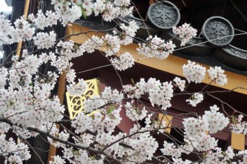 The sakura usually hit their peak in early April